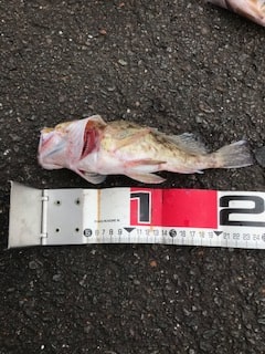 福井で夏のケンサキイカエギングと五目釣り